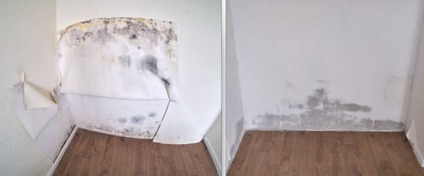 Attic Mold Removal